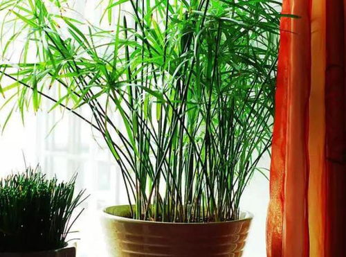 喜欢种植竹子,不用愁没院子,将这3样盆栽,轻松打造出雅致盆景