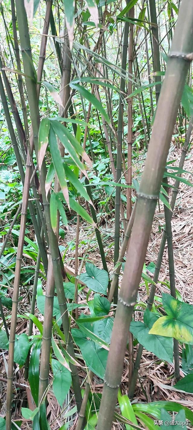 竹子的种类,竹子的栽培和风水,竹子的种植特点(见证四方竹.