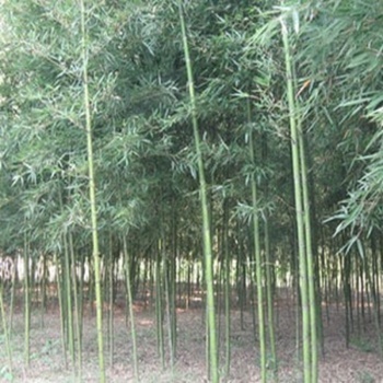 御春阁 盆栽 地栽 竹苗 金镶玉竹苗 青竹苗 早园竹苗 紫竹苗 淡竹苗 竹子 单棵批发 青竹苗 2公分【图片 价格 品牌 报价】-京东