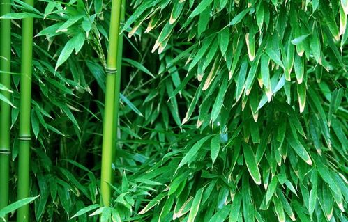 我在自己院子里想种植竹子迎北墙,暑伏天种可以吗