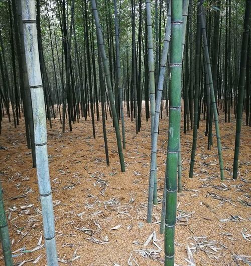 25元一斤比肉还贵 浙江大姐给雷竹 盖棉被 ,让竹笋价格翻倍