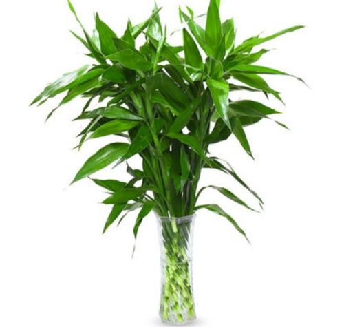 养富贵竹,用上2种 小药片 ,植株长势旺,不黄叶