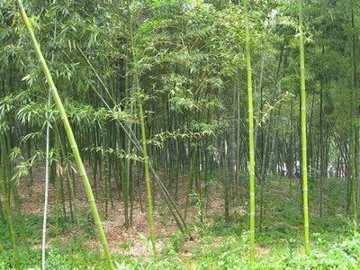 六月份竹子根能活吗