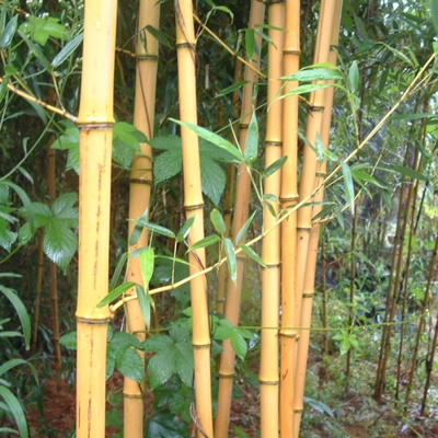 黄金竹小苗 景观地被竹 园林绿化工程栽植 规格齐全种植竹