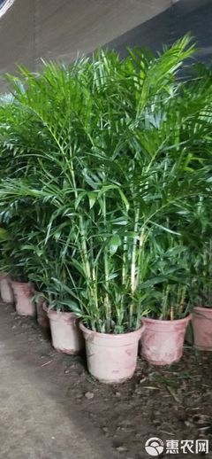 夏威夷椰子盆栽 广州夏威夷竹