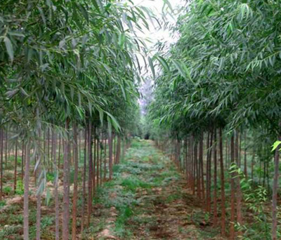什么时候种植竹柳最合适