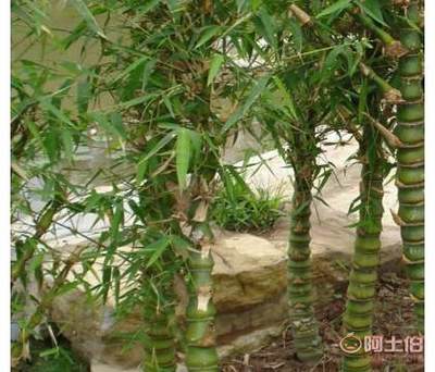 【基地批发竹类植物罗汉竹盆栽室内外观赏佛肚竹盆栽品种齐全欢迎选】沭阳县圣地苗木种植专业合作社 - 产品库