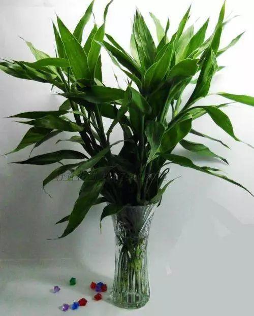 气温高了,富贵竹黑腐 烂根,2种药片家家有,用3次冒出新根
