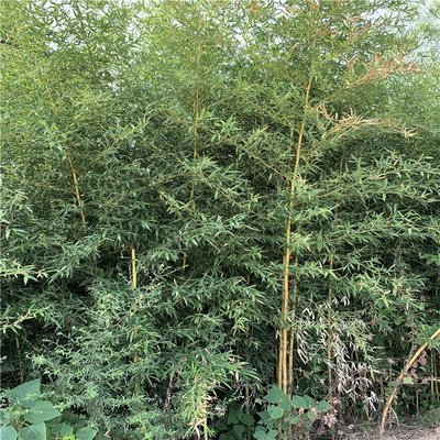 4公分金镶玉竹 黄色的竹竿 景区公园绿化 绿化苗圃种植基地