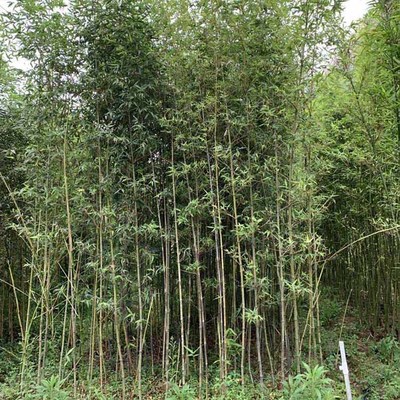 红哺鸡竹袋苗 红哺鸡竹小苗 各种观赏竹子 基地直供
