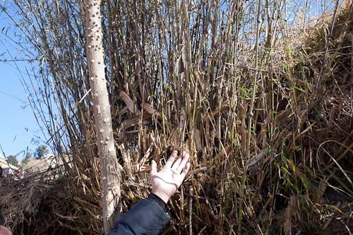 村官请教刚竹 淡竹 毛竹 竹子种植品种