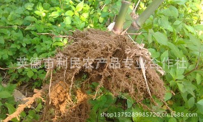 【竹子 麻竹苗 正宗台湾竹子苗 包成活包竹子种植技术】价格,厂家,图片,竹类植物,英德市利民农产品专业合作社-