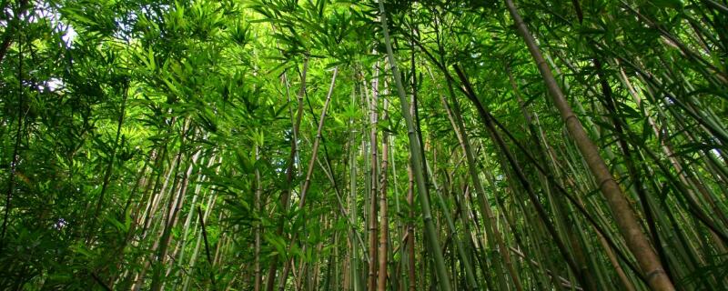 竹花几月开? -种植知识- 土流网