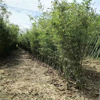 竹子 竹子 各种种类竹子基地