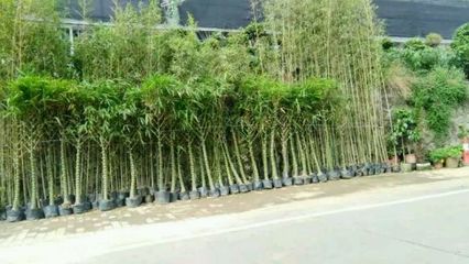 罗汉竹,琴丝竹,小青竹,刚竹。
