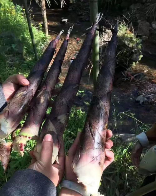 奉新大山里的这种特产原来这样做出来的,还有好几种功效呢