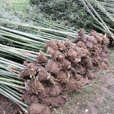 刚竹钢竹青皮竹批发种植基地河南南阳桐柏县