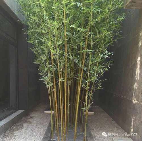 庭院养竹的讲究 告诫 院里千万别这样种竹子 半年身体就出问题