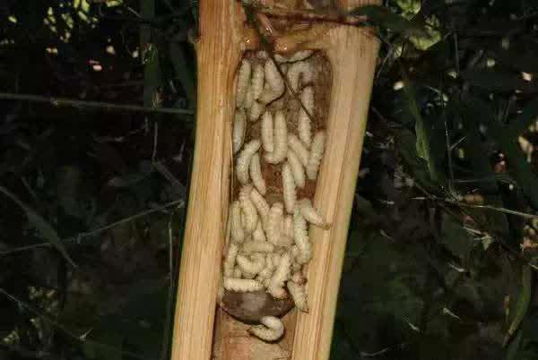 广东十种变态食品,绝对重口味,你敢吃吗