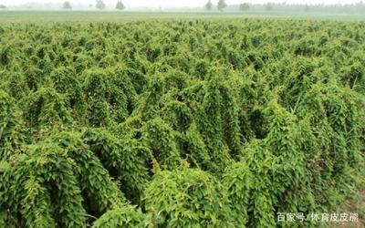山药种植技术:教你如何正确的使用山药套管栽培技术