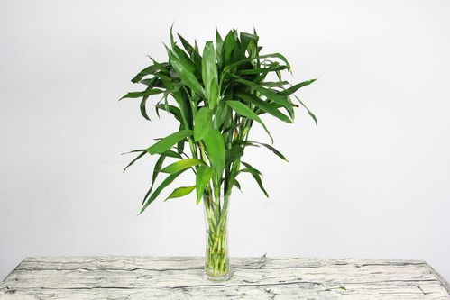 种植富贵竹,总是黄叶 烂根,加点儿 料 ,枝繁叶茂,还会开花