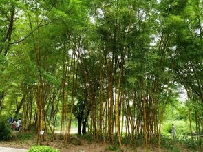 五分钟带你了解26种竹类植物