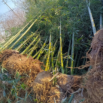 小竹子价格