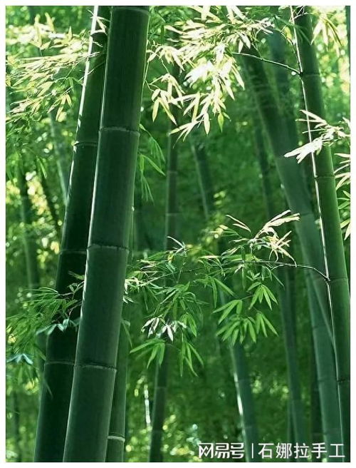 时文选粹 逃票四十三年 补 回心安,是什么原因
