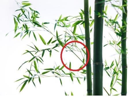 竹子的种植方法