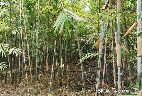 麻竹种植时这四个细节非常关键,很多人都不明白,难怪发芽率不高