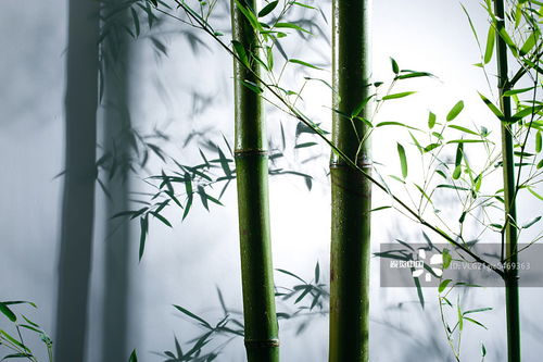 摄影图片