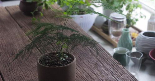 怎么种植好文竹,掌握方法技巧,轻松解决问题