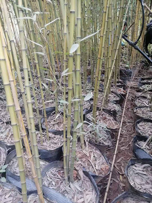 竹子多少钱一棵?竹子怎么种、什么时候种?