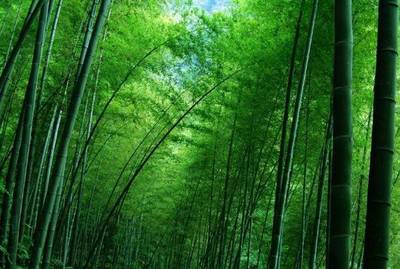 竹子成致富法宝,村民过上因竹而富的小康生活