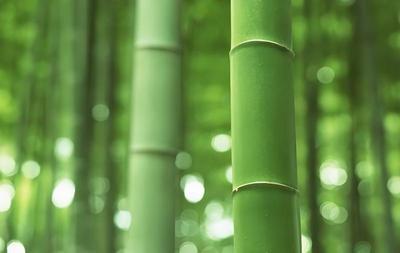 竹子的栽培技术以及注意事项