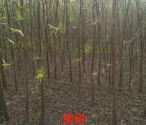 【垂柳|津南垂柳树苗供应】惠民县稀景苗木种植专业合作社 - 产品库