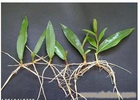 给河北中绿林木种植的美国竹柳的栽培技术留言_产品询价_询价留言
