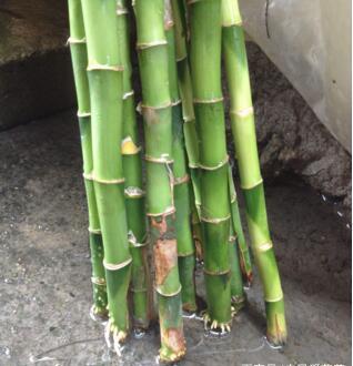 水里加1种家家都有的小玩意,养富贵竹,根壮 枝粗 叶绿