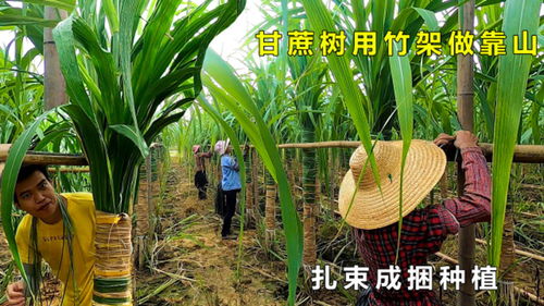 扎束成捆种植的木格白玉甘蔗大风一吹就倒,没有竹架当靠山支撑是不行的