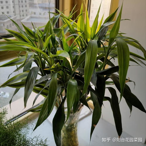 家里养5种 吉祥竹 ,富贵不俗,好日子节节高升