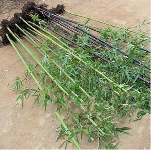 竹子盆栽节节高