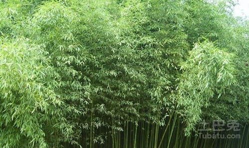淡竹栽培分为哪几步