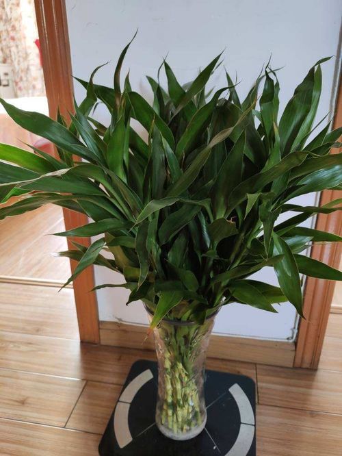吊兰掐个小芽,丢水里养两天,长出修长人参根