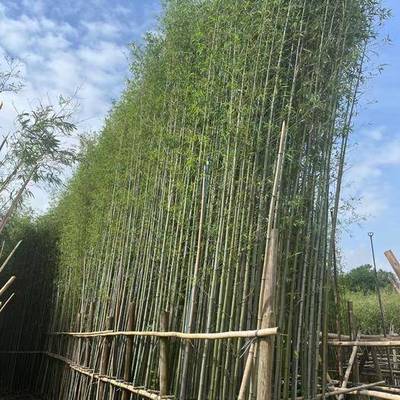 4公分以下8~10公分竹子4公分以下8~10公分竹子供应_4公分以下8~10公分竹子_4公分以下8