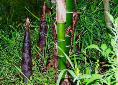 俗语"竹子开花,就得搬家",有何道理?竹子开花就这么危险吗?
