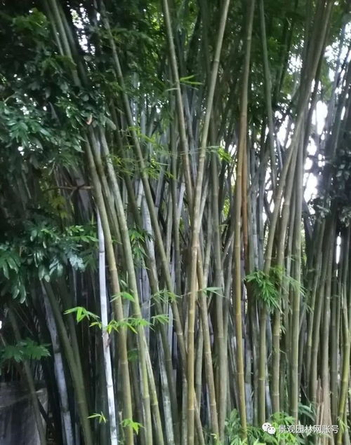 24种常用竹子,你认识几种