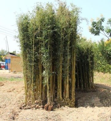 庭院种植竹子的风水考究及注意事项