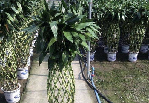客厅没阳光,得养3种 喜阴花 ,平时浇浇水,2个月就爆盆 花卉