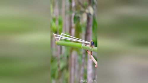 用竹子做的各种弹弓,小时候拥有它,你就是全村最靓的仔