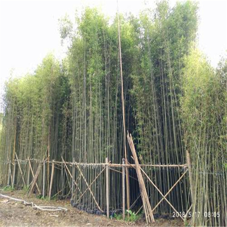 刚竹批发 福建刚竹种植基地 品种齐全 量大价优